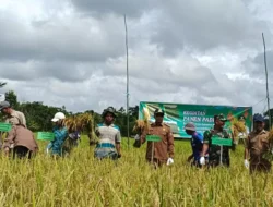 Pj Bupati Murung Raya Hermon Panen Raya Padi Bersama Poktan