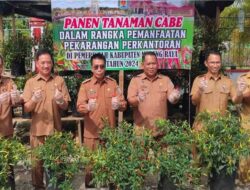 Tanaman Cabai Salah Satu Upaya Menekan Angka Inflasi