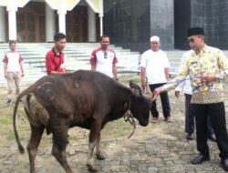 Pemkab Mura Serahkan Bantuan Hewan Kurban ke Masjid dan Mushola di Beberapa Kecamantan