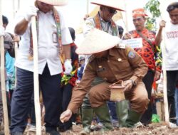 Pemkab Mura Laksanakan Penanaman Perdana Padi Gogo