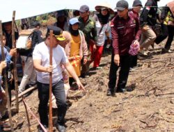 Pemkab Mura Bersama Gubernur Kalteng Laksanakan Penanaman Padi Gogo