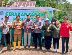 Pemkab Mura Dorong Kemandirian Pangan Lokal dengan Gerakan Tanam Padi Gogo